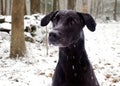 Black Labrador dog in snow Royalty Free Stock Photo