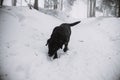 Black Labrador Dog In The Snow In Forest
