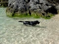 Black Labrador Dog swimming Royalty Free Stock Photo