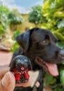 Black labrador dog toy in selective focus and the real labrador in the background
