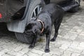 labrador dog urinating on a car tyre Royalty Free Stock Photo