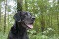 Black Labrador in Woods Royalty Free Stock Photo