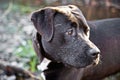 Black labrador dog in water Royalty Free Stock Photo