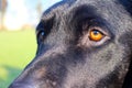 Black labrador eye detail