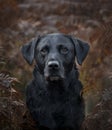 Black labrador in the forest in autumn