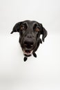 Black Labrador in front of white Royalty Free Stock Photo