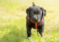 Black labrador on green grass. Portrait of a dog one month old labrador retriever puppy Royalty Free Stock Photo