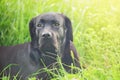 Black labrador on green grass. Portrait of a dog in the sunshine