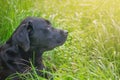Black labrador on green grass. Portrait of a dog in the sunshine