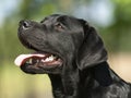 Black Labrador head