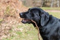 Black Labrador Royalty Free Stock Photo