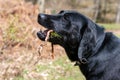 Black Labrador Royalty Free Stock Photo