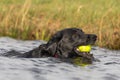 Black Labrador Royalty Free Stock Photo