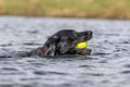 Black Labrador Royalty Free Stock Photo