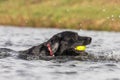 Black Labrador Royalty Free Stock Photo