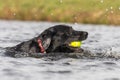 Black Labrador Royalty Free Stock Photo