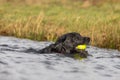 Black Labrador Royalty Free Stock Photo