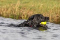 Black Labrador Royalty Free Stock Photo