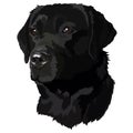 Black labrador Head Vector Illustration Royalty Free Stock Photo