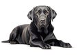 black Labrador isolated on white background. Generated by AI