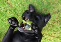 Black Labrador with Ball Royalty Free Stock Photo