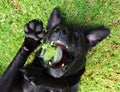 Black Labrador with Ball Royalty Free Stock Photo