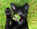 Black Labrador with Ball Royalty Free Stock Photo