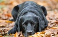 A black labrador lies on the ground in yellow leaves in a park.