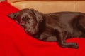 A black labrador lies on a red blanket. Dog on the sofa. A pet. Labrador retriever is young