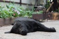 Black Labrador lies in the yard