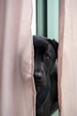 Black Labrador Looking Through Curtains