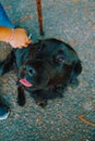 Black labrador looking to the camera during a cuddle