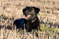 Black Labrador lying in a field Royalty Free Stock Photo