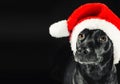 Black labrador mix dog wearing a Santa hat Royalty Free Stock Photo