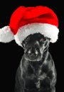 Black labrador mix dog wearing a Santa hat Royalty Free Stock Photo