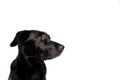 Black Labrador-Mix in front of white Royalty Free Stock Photo