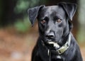 Black Labrador mixed breed dog Royalty Free Stock Photo