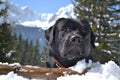 Black labrador on the mountain Royalty Free Stock Photo