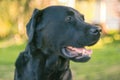 Black labrador