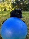 Black Labrador Playing With Swiss Ball Royalty Free Stock Photo