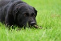 Black Labrador playing in the grass Royalty Free Stock Photo