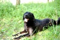 Black Labrador playing outside