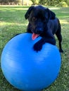 Black Labrador Playing With Swiss Ball Royalty Free Stock Photo