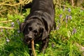 Black Labrador playing in the woods Royalty Free Stock Photo