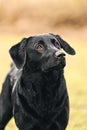 Black Labrador Portrait