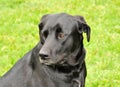 Black labrador portrait