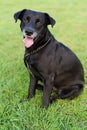 Black Labrador portrait