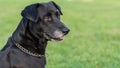 Black Labrador portrait