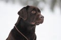 Black labrador portrait outdoor Royalty Free Stock Photo
