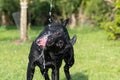 Black Labrador